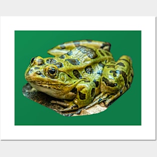 Leopard Frog Posters and Art